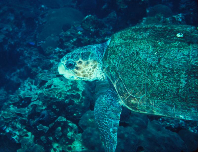 What Is The Loggerhead Sea Turtles Habitat